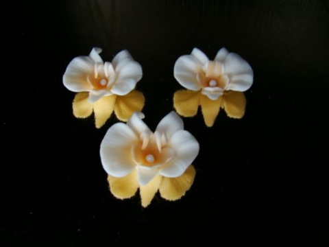 Cymbidium - ecru 1 op ( 3 szt.)