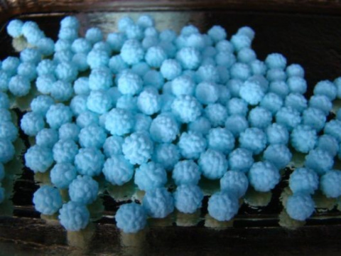 Mimoza niebieska 150g Mimoza niebieska 150g