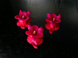 Orchidea -bordowa 1 op ( 3 szt.)
