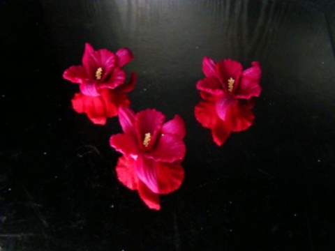 Orchidea -bordowa 1 op ( 3 szt.)