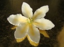Clematis ( Powojnik)- biało-złoty (1 szt)