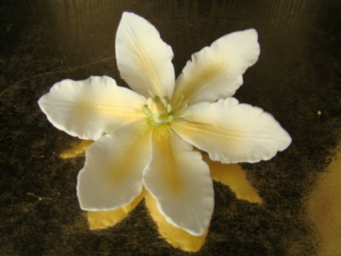 Clematis ( Powojnik)- biało-złoty (1 szt) Clematis ( Powojnik)- biało-złoty (1 szt)