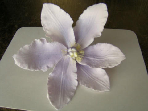 Clematis ( Powojnik)- fioletowy (1 szt) Clematis ( Powojnik)- fioletowy (1 szt)