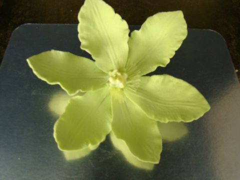 Clematis ( Powojnik)- limonka (1 szt) Clematis ( Powojnik)- limonka (1 szt)