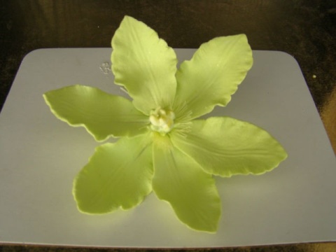 Clematis ( Powojnik)- limonka (1 szt) Clematis ( Powojnik)- limonka (1 szt)
