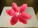 Clematis ( Powojnik)- czerwony (1 szt)