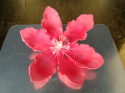 Clematis ( Powojnik)- czerwony (1 szt)