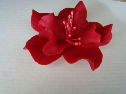 Magnolia bordowa 1 szt