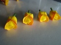Tulipan krótki - herbaciany - 1 szt.